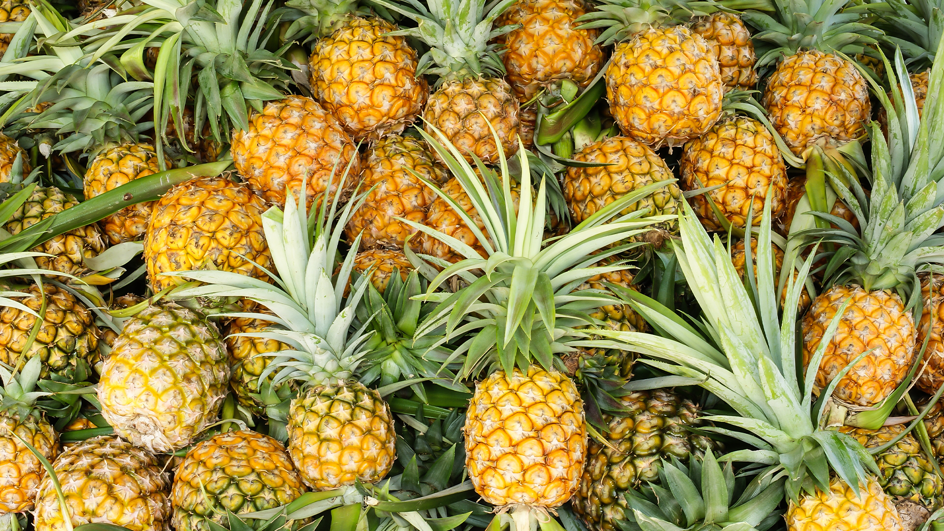 Does pineapple juice help you lose weight?