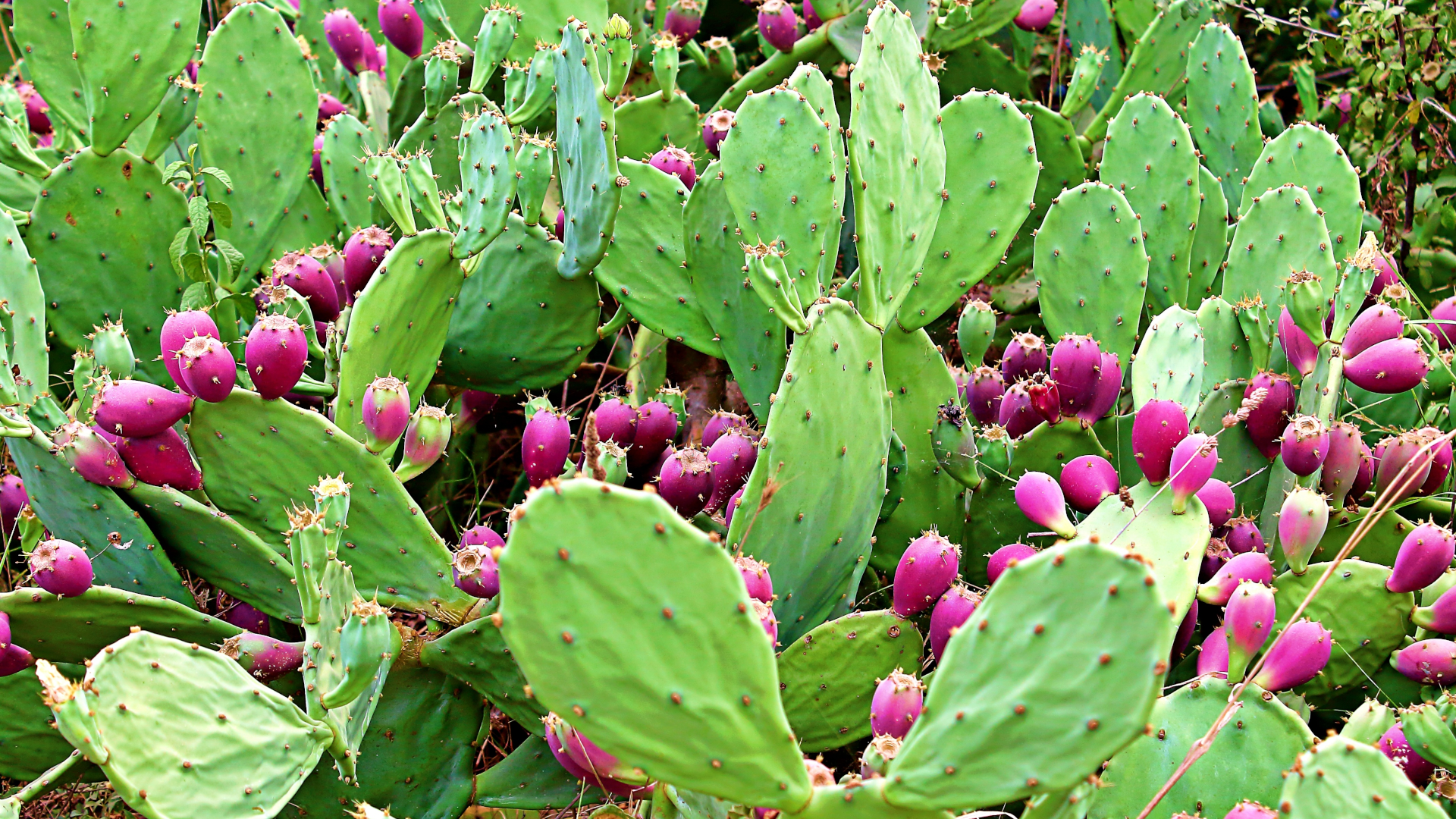 Nopal Cactus for Weight Loss