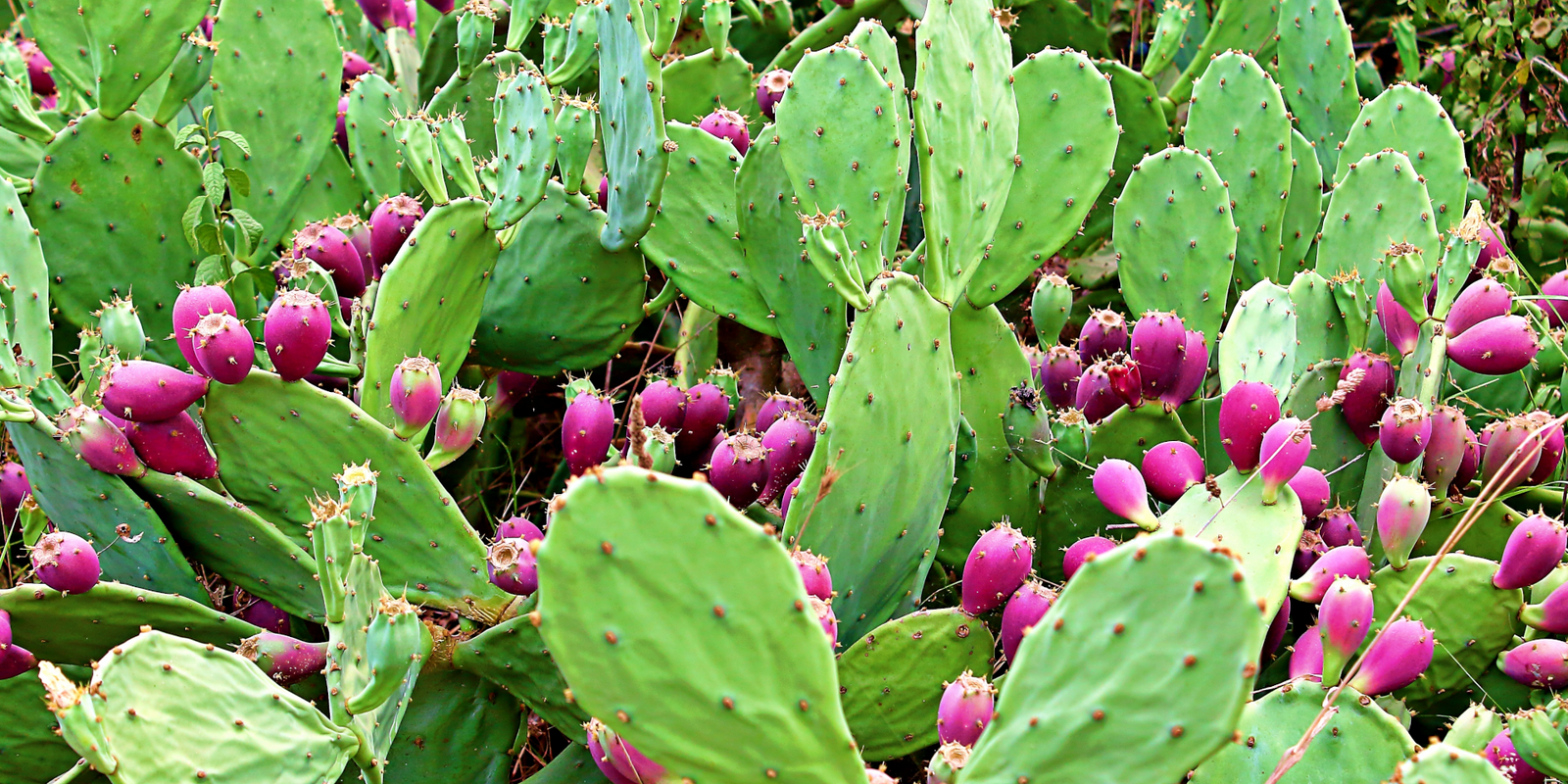 Nopal Cactus for Weight Loss