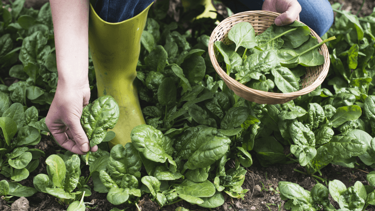 3 Reasons You Need To Eat More Spinach